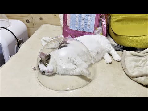 遠くを見つめて黄昏る猫(YouTube)