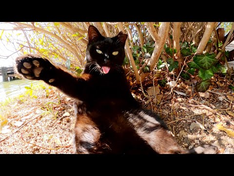 お腹丸出しの黒猫が「何撮ってんだ！」とカメラに猫パンチしてきた(YouTube)