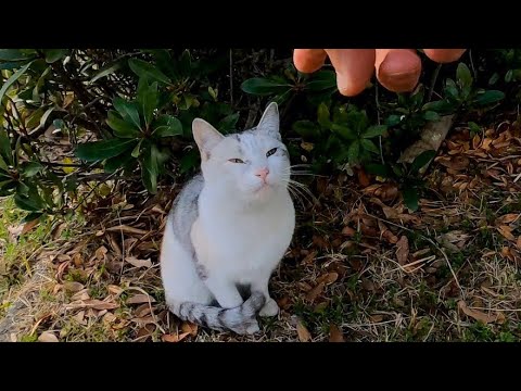 植込みの裏に薄三毛猫がいたので撫でると他の猫も集まってきた(YouTube)