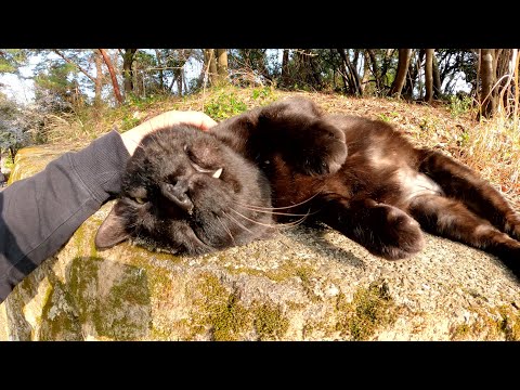 黒猫をモフっていたら、コテンと寝転がってウットリとしてくれた(YouTube)