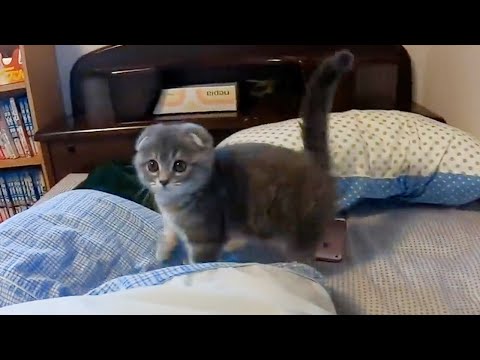 A kitten came home …(YouTube)