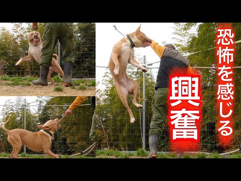 【観覧注意】恐ろしいピットブルの執着❗️❗️(YouTube)