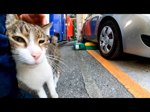 商店街横の駐車場で見掛けた野良猫が人懐っこくてカワイイ(YouTube)