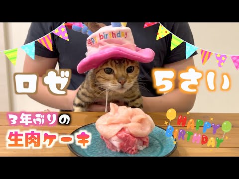 ロゼの５歳の誕生日に生肉ケーキ用意したらフガフガ言ってた(YouTube)
