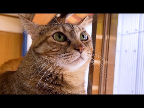 眠くても限界まで弟猫に付き合ってあげるちょっぴり天然な麦わら猫♥(YouTube)