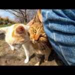 道路脇の広場にいる野良猫達が可愛過ぎる(YouTube)