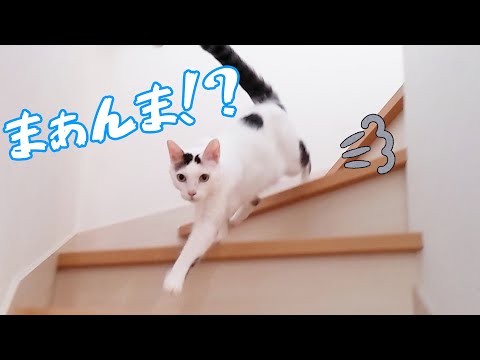 「ごはーん」と呼んだら猫たちはどのくらいで来るのかやってみた(YouTube)