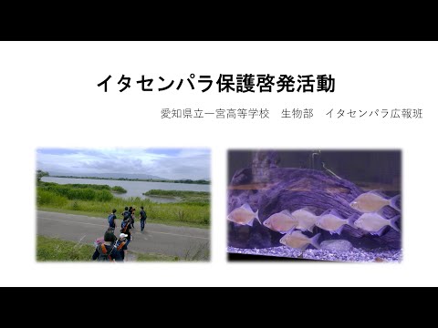 イタセンパラ保護啓発活動（愛知県立一宮高等学校 生物部、2020年度助成）：東京動物園協会野生生物保全基金 2021年度成果報告会(YouTube)