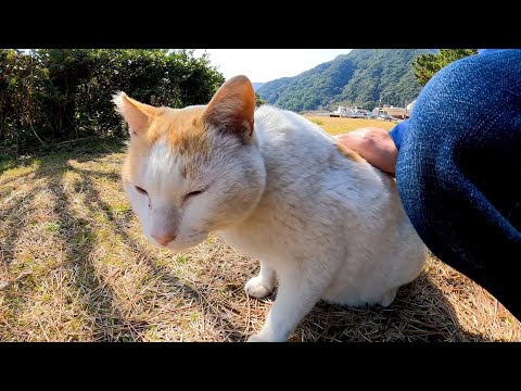 芝生の広場にいた野良猫を撫でると喜んでスリスリしてきた(YouTube)
