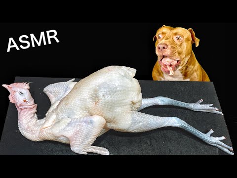 【ASMR】巨大な生の丸鶏をピットブルが食らう！(YouTube)