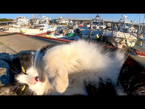漁港のハチワレ猫ちゃん、目の前でゴロンと転がってみせてカワイイ(YouTube)