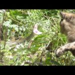 大きなヘビに勝負を挑むも、速攻で敗退する猫w(YouTube)