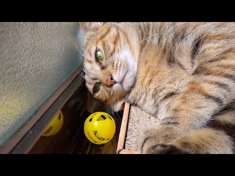 麦わら猫のやる気のないある行動。。。(笑)(YouTube)