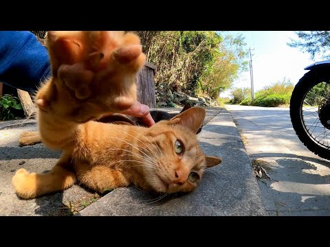 道路脇に猫ハウスがあったのでバイクを停めて覗いて見ると猫達が出迎えてくれた(YouTube)