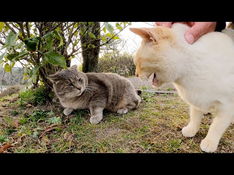 猫の喧嘩をナデナデで仲裁する(YouTube)