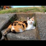 ダムで出会った三毛猫の隣に座ってナデナデしてきた(YouTube)
