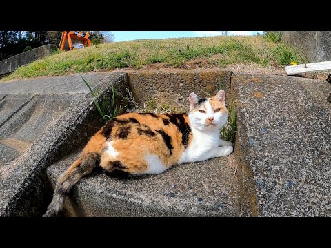 ダムで出会った三毛猫の隣に座ってナデナデしてきた(YouTube)