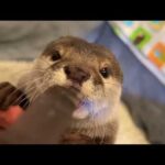 赤ちゃんのように水を飲む「バブ飲み」が可愛さの最終段階に突入したカワウソAdorable otter drinking water like a baby.(YouTube)