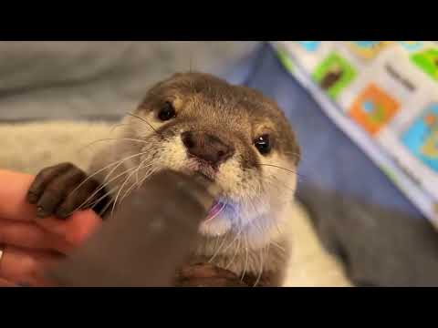 赤ちゃんのように水を飲む「バブ飲み」が可愛さの最終段階に突入したカワウソAdorable otter drinking water like a baby.(YouTube)