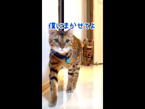 猫親子ドアオープンチャレンジ！ #shorts(YouTube)