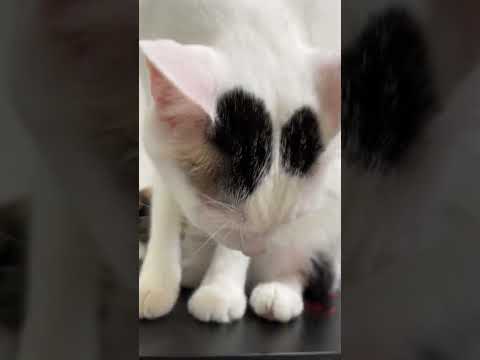 真剣にパソコンの匂い嗅いでると思ったら…！ #shorts(YouTube)