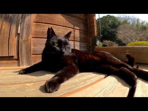 【今週のボツ動画】短い野良猫動画まとめて公開-unreleased video of this week-2022/3/5w(YouTube)