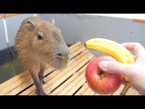 生まれて初めてバナナを味わうカピバラ(YouTube)