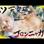 【猫動画】ヘソ天突破！ゴロンニャガン〜にゃんともパレード〜#138(YouTube)