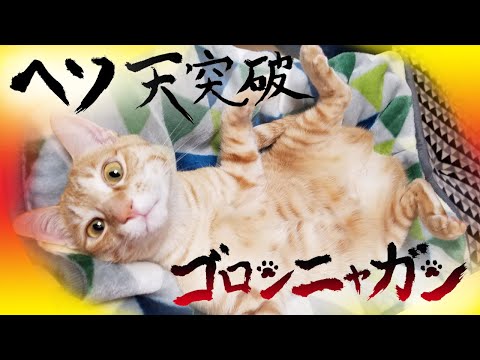 【猫動画】ヘソ天突破！ゴロンニャガン〜にゃんともパレード〜#138(YouTube)