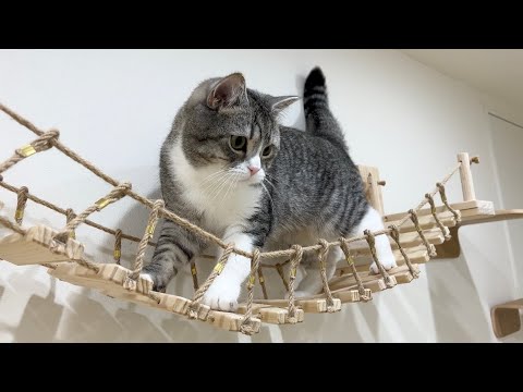 ビビりな猫が初めての吊り橋で下を見ちゃってこうなりました…(YouTube)