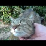 我が家のあるある猫達のおかしな行動(YouTube)