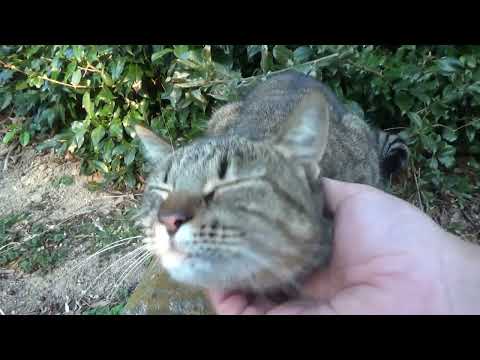 我が家のあるある猫達のおかしな行動(YouTube)
