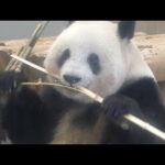 東園パンダ舎（シャンシャン） 2022年3月7日10時撮影(YouTube)
