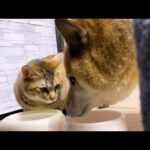 柴犬がお水を飲みだすと何があっても慌てて側に来る猫。(YouTube)