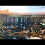 【海遊館】みずのなか(YouTube)