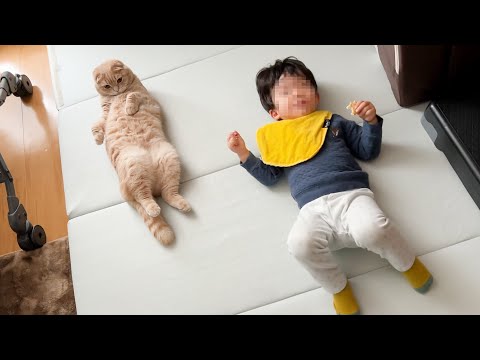 Synchronized cat and child(YouTube)