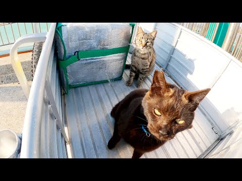 黒猫がクロネコヤマトの宅急便の荷物に悪戯する(YouTube)