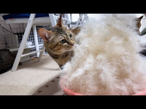 犬の換毛期がやってきた！短時間で猫より巨大な毛のタワーの完成♪(YouTube)