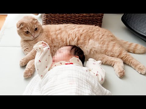 Cats love to sleep with my baby(YouTube)