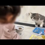 一生懸命ご飯を作ってくれてるお嬢と大喜びな猫がかわいすぎました…(YouTube)