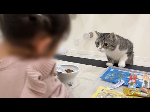 一生懸命ご飯を作ってくれてるお嬢と大喜びな猫がかわいすぎました…(YouTube)