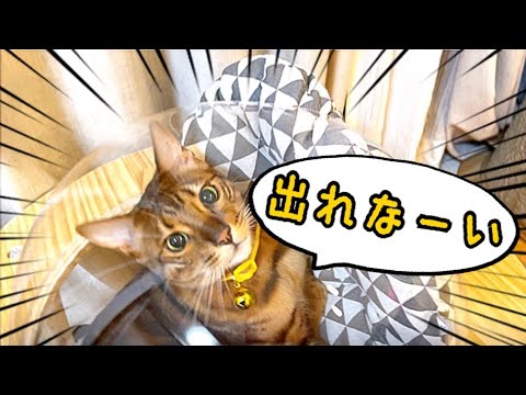 自ら出口を塞いで宇宙船から出れなくなったイケメン猫(YouTube)