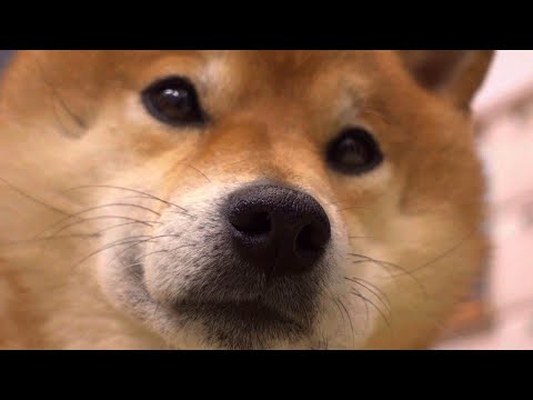 子猫の子育てに奮闘する柴犬妹、それを見守る兄柴。(YouTube)