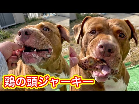 【犬のASMR】珍しいオヤツをボリボリ食べる咀嚼音がクセになる(YouTube)