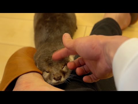 カワウソの食事前の体重と食事後の体重を測ってみた！ I weighed the otter before and after his meal!(YouTube)