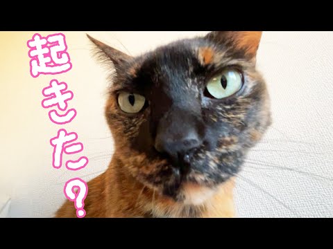 朝起きてからかくれんぼまでのママとサビ猫モモっちのルーティン(YouTube)