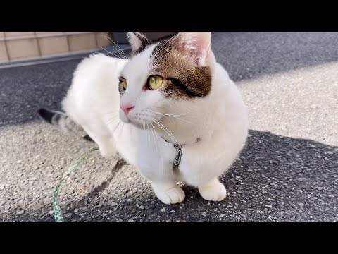 豆大福が散歩で珍しく歩いているところを集めてみました(YouTube)