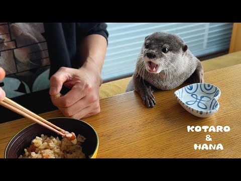 カワウソのとなりで一緒に高級貝を食べる父ちゃん　Otters Eating Pearl Meat with Dad(YouTube)