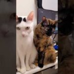 ご飯待ちの兄妹猫に「ごはん」と言うと…？ #shorts(YouTube)