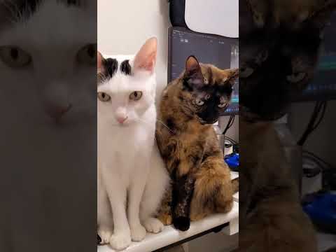 ご飯待ちの兄妹猫に「ごはん」と言うと…？ #shorts(YouTube)